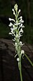 Habenaria ochroleuca