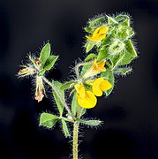 Lotus angustissimus (Slender Bird's-foot-trefoil) - Flowers and leaves