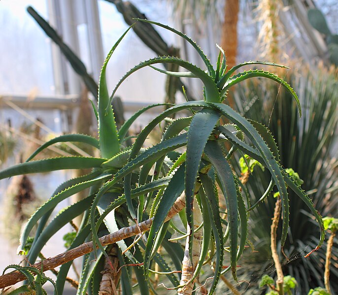 File:ÌKAl 20131109 Aloe acutissima.JPG