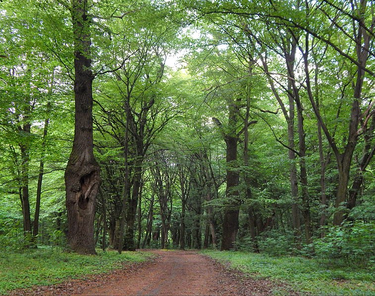 File:Дуби — Голосіївські велетні, дуби понад стежками.jpg