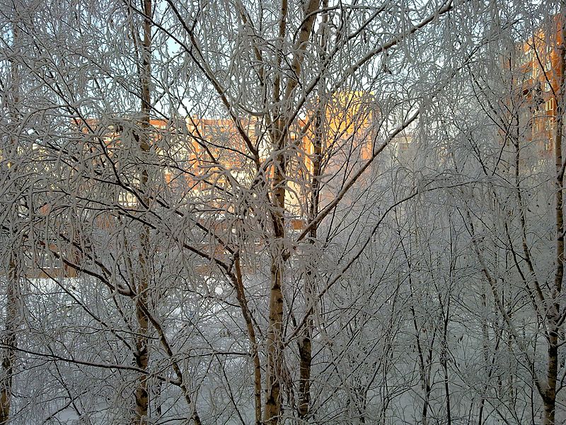 File:Иней Hoarfrost - panoramio.jpg