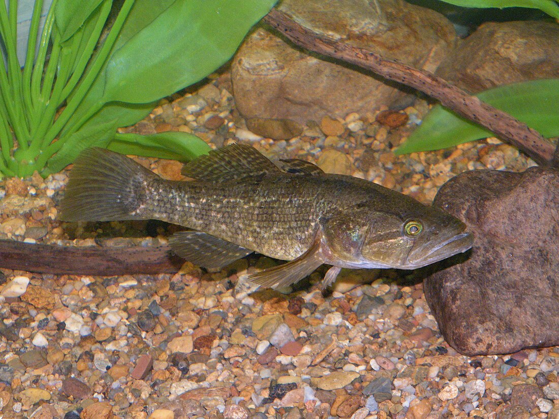 Odontobutidae