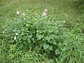 Lavatera thuringiaca