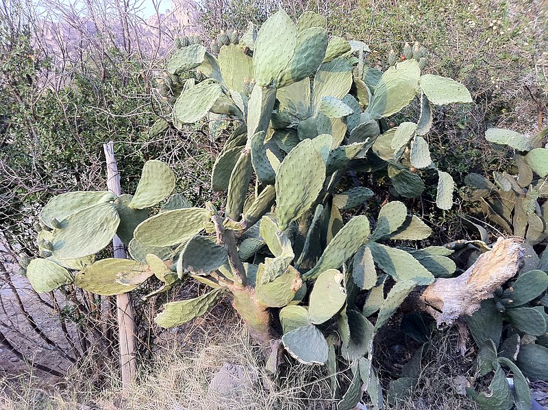 File:طبيعة الشفا - panoramio.jpg