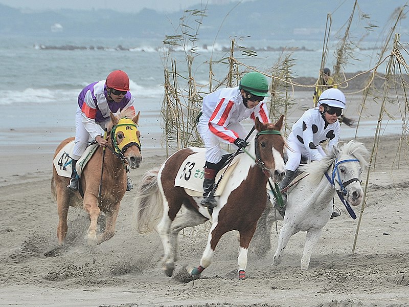 File:「第40回さがら草競馬大会」決勝第8レース：ポニー限定（2016年4月24日）.JPG