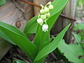 スズラン （ユリ科） Convallaria keiskei