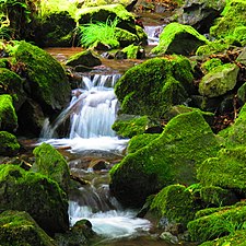 Musgo en el río Unazawa