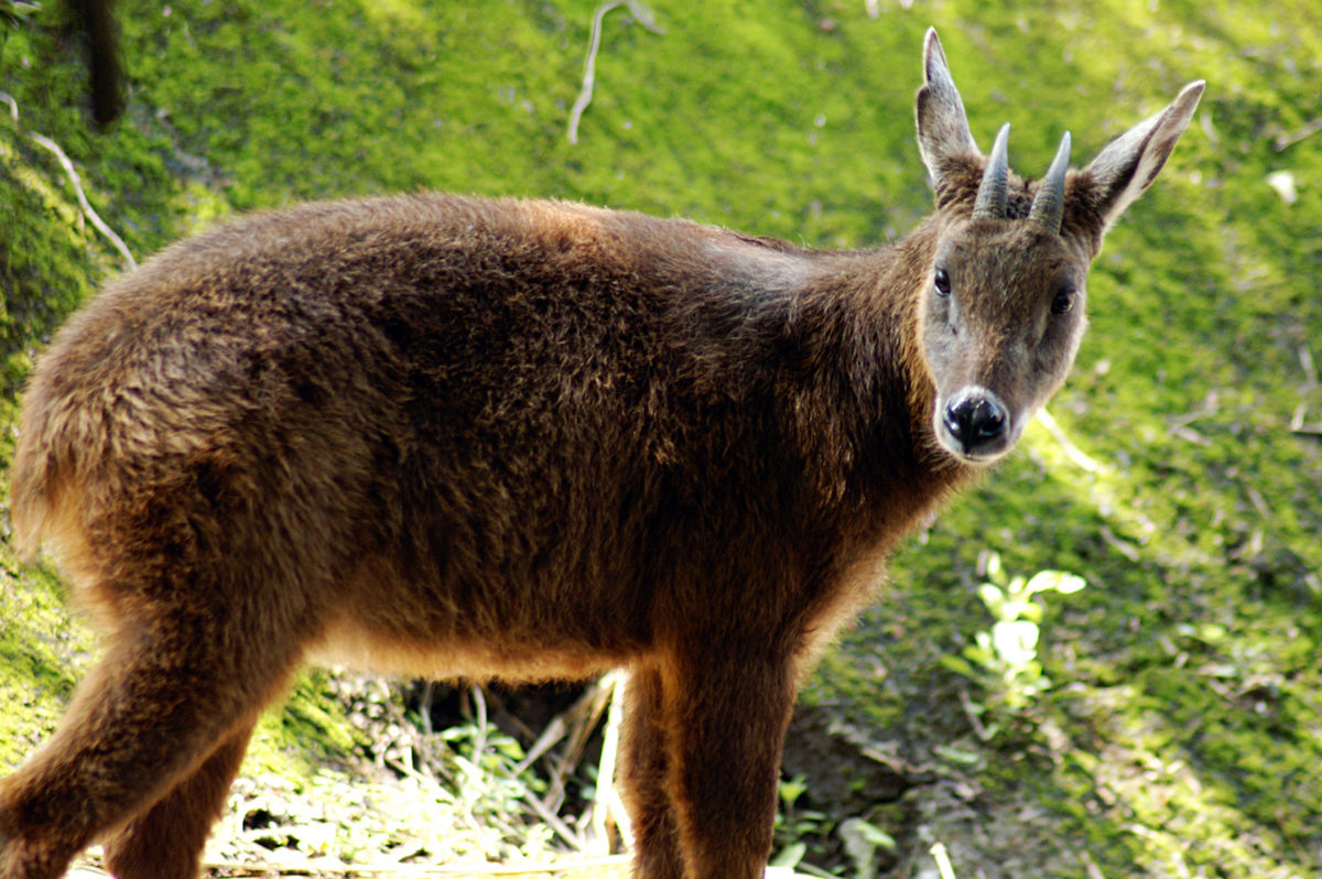 List of endemic species of Taiwan