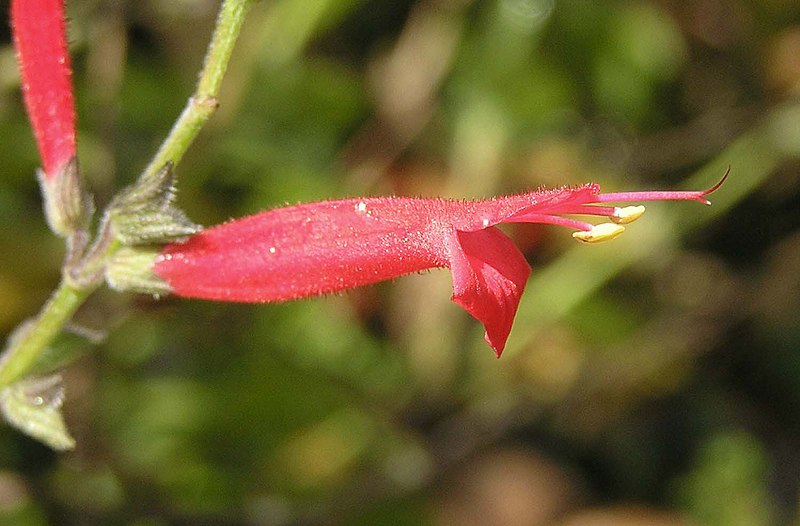 File:鼠尾草屬 Salvia fulgens -香港嘉道理農場 Kadoorie Farm, Hong Kong- (9207603112).jpg