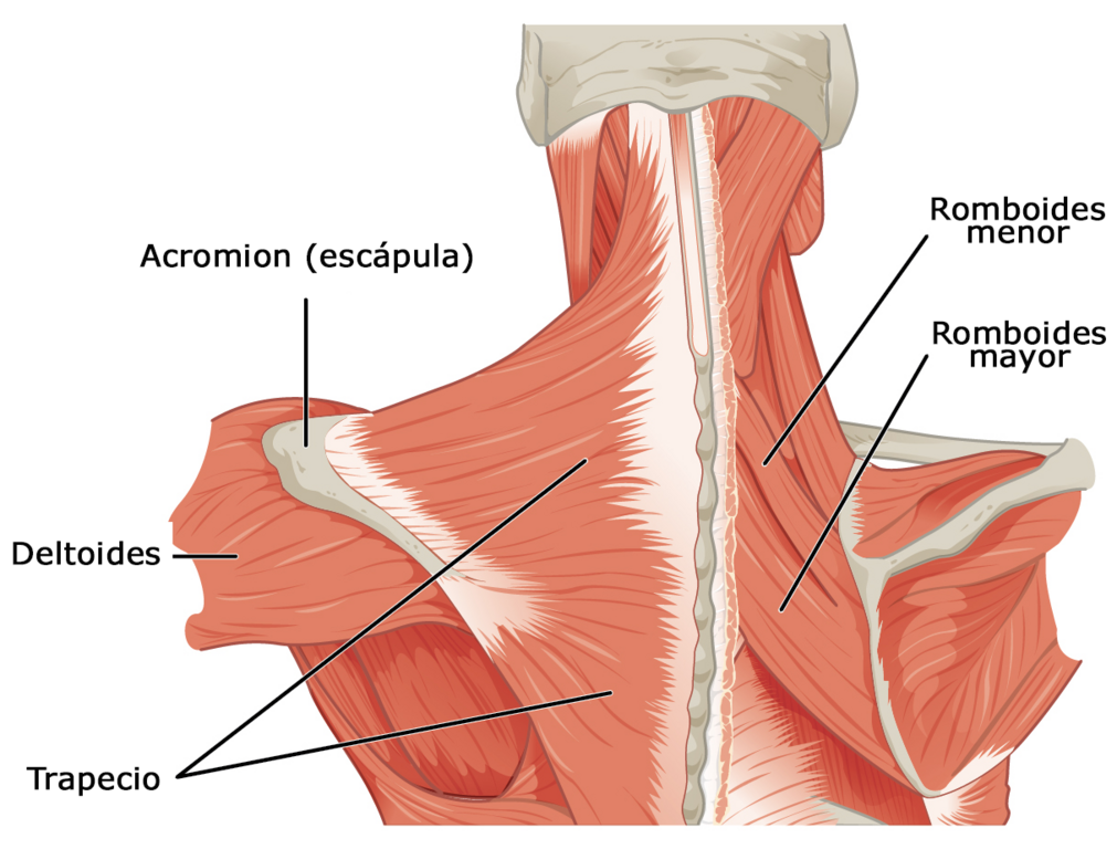 File:1118 Muscles that Position the Pectoral Girdle posterior.png