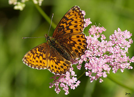 Boloria titania