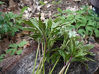 Uropyxidaceae Family of fungi