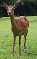 20100716 Sika Deer Nara 2382 (2).jpg