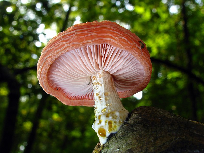 File:2011-09-13 Rhodotus palmatus (Bull.) Maire 169125.jpg