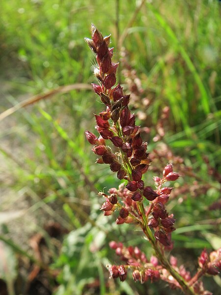 File:20131010Echinochloa crus-galli2.jpg