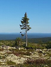 20150819 160448-old-tjikko.jpg