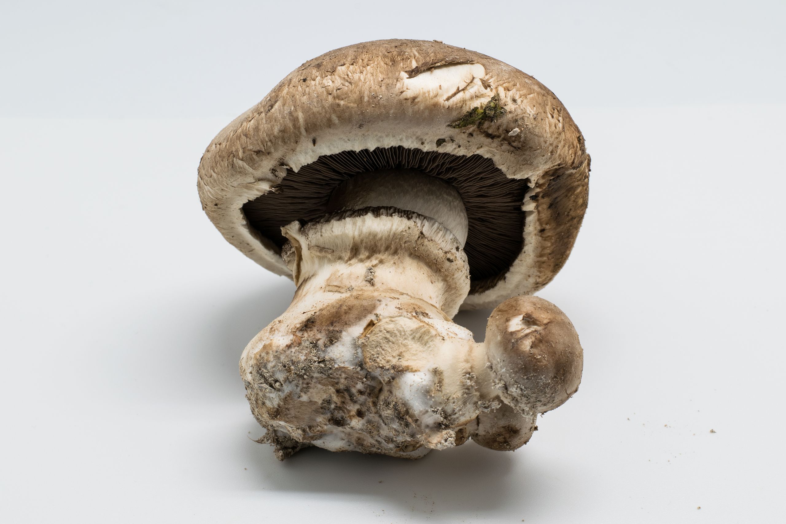 Shiitake - Wikipedia