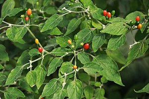 Capsicum Praetermissum: Beschreibung, Botanische Geschichte, Siehe auch