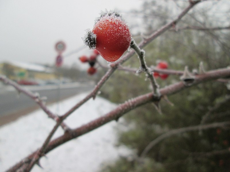 File:20171202Rosa canina1.jpg