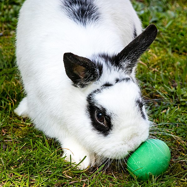 File:2020-04-10-Easter Bunny-8741.jpg