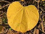 Cercis canadensis, or eastern redbud.