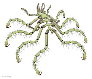 <i>Haliestes</i> Extinct genus of sea spiders