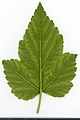 * Nomination Crataegus. Leaf abaxial side. --Knopik-som 12:03, 30 July 2021 (UTC) * Promotion Good quality. --Peulle 12:12, 30 July 2021 (UTC)