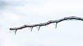 "20210131_twig_withBuds_coveredByIce_DSC05404_PtrQs.jpg" by User:PtrQs