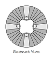 Stanleycaris hirpex スタンレイカリス・ヒーペクス