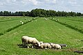 Fries landschap ten noorden van Earnewâld (Eernewoude)