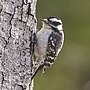 Thumbnail for File:20240325 downy woodpecker earle park PD206048.jpg