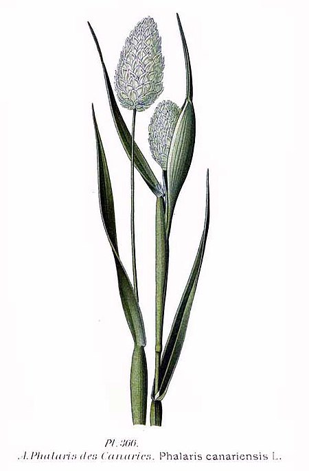 Tập_tin:366_Phalaris_canariensis_L.jpg