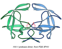 Original 1989 structure of the HIV protease dimer, from PDB 3PHV 3phv HIV-prot rib.png