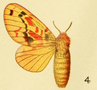 <i>Chrysopsyche lamani</i>