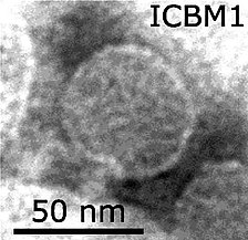 Lentibacter-Virus ICBM1, Zobellviridae