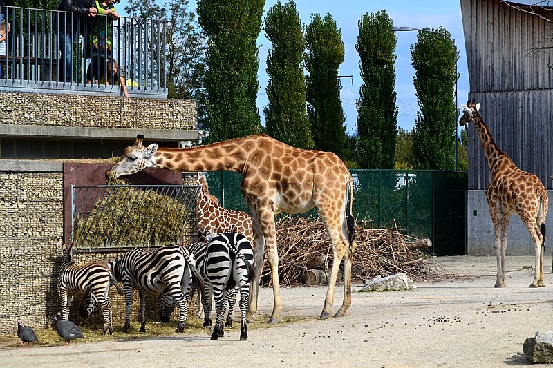 File:50 Jahre Knies Kinderzoo Rapperswil – Giraffa camelopardalis & Equus quagga 2012-10-03 14-59-24.jpg