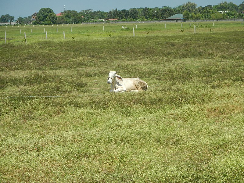 File:7394Ardea alba with cattle in the Philippines 04.jpg