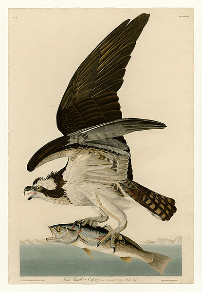 File:81 Fish Hawk or Osprey.jpg