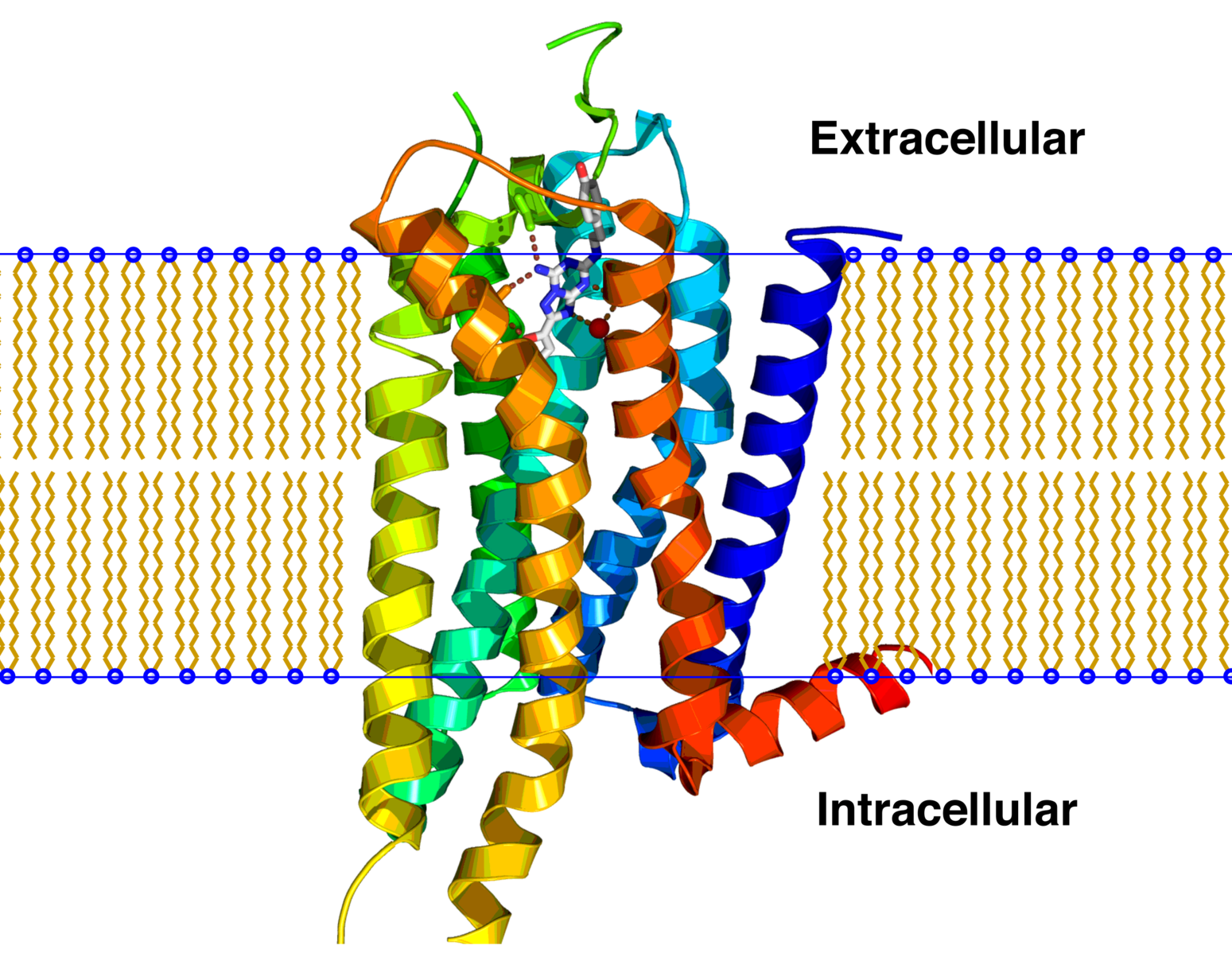 2 рецептор. GPCR рецепторы. Серпентиновый Рецептор. A1 a2 receptor. Структура GPCR рецепторов.