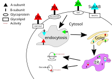 Ab5 Toxin Wikipedia