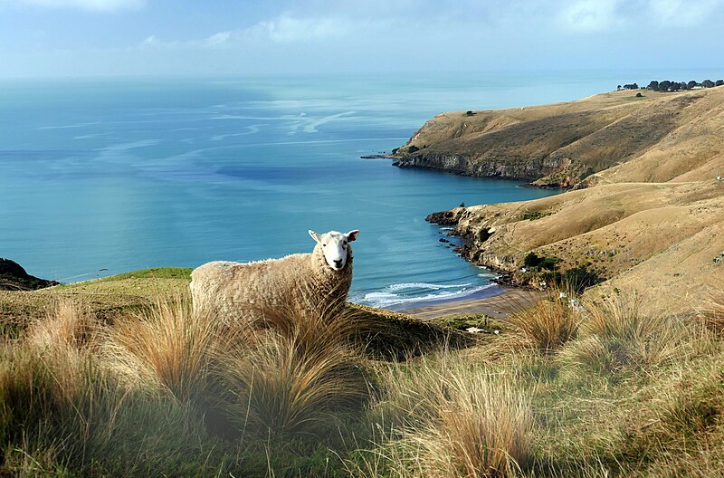 File:A ewe with a view. (52189314323).jpg