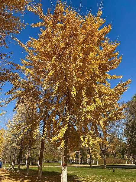 File:A golden Ginkgo biloba in autumn.jpg