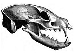 土狼的顱骨，其大臼齒與裂肉齒不發達，因為土狼以不需撕扯或咀嚼的白蟻為主食。不過土狼仍然擁有犬齒，可用於自衛。