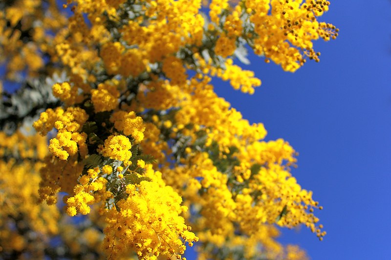 File:Acacia baileyana 1, Canberra ACT.JPG