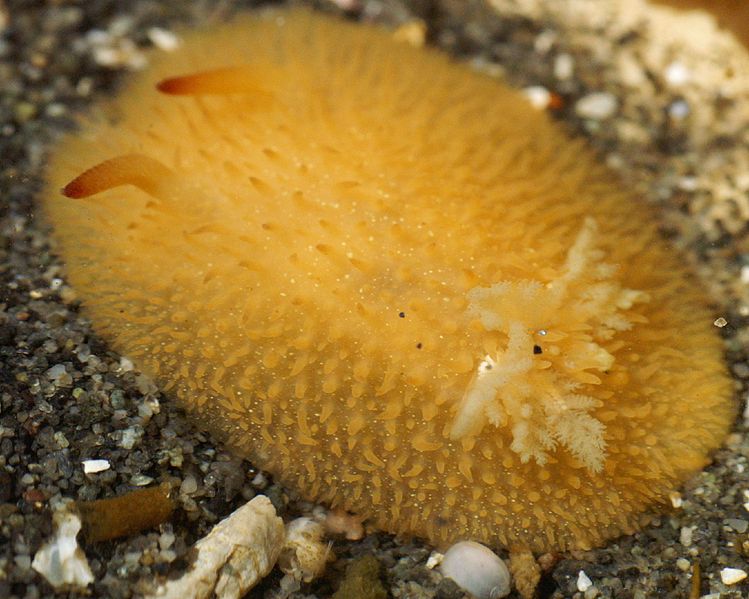 File:Acanthodoris lutea 1.jpg