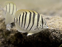 Un chirurgien barré (Acanthurus polyzona)