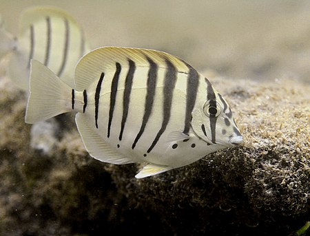 Acanthurus_polyzona