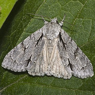 Grey dagger Species of moth