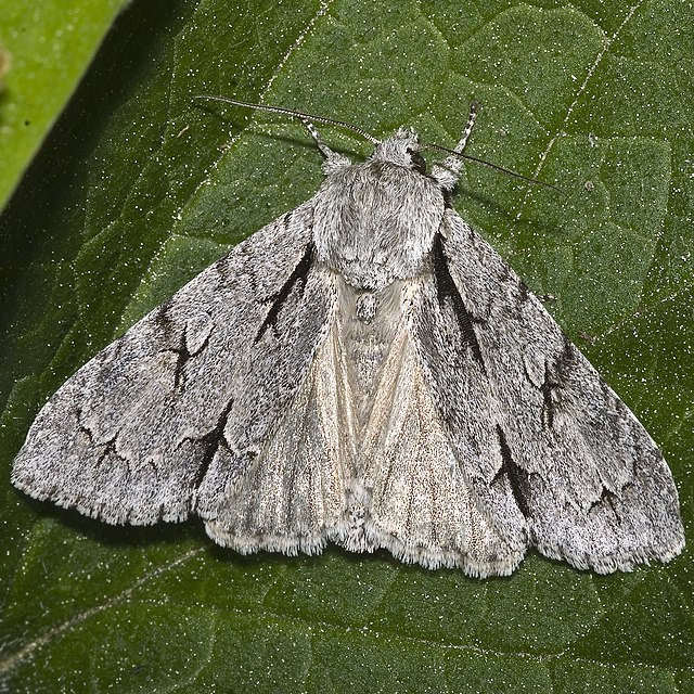 Acronicta Wikipedia