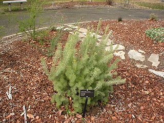 <i>Adenanthos sericeus</i> Species of shrub native to the south coast of Western Australia